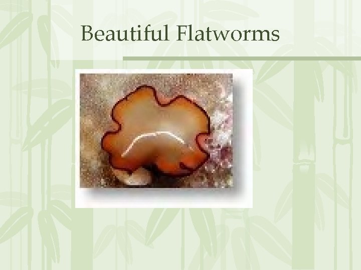 Beautiful Flatworms 