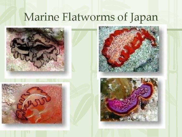 Marine Flatworms of Japan 