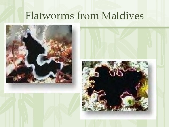 Flatworms from Maldives 