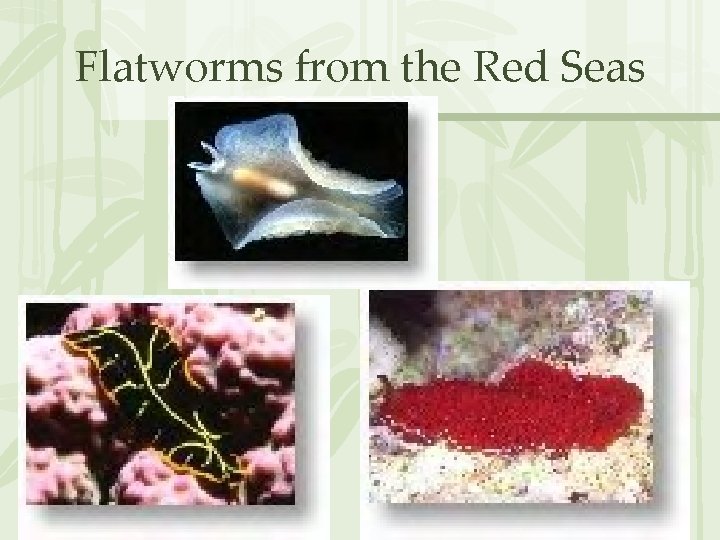 Flatworms from the Red Seas 