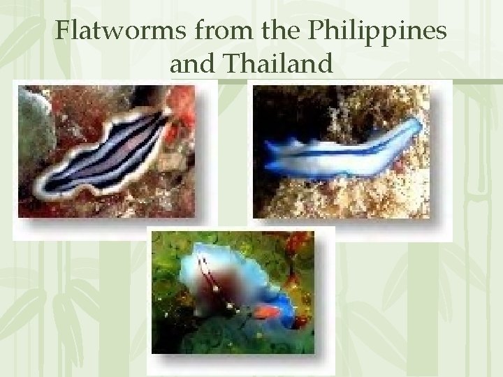 Flatworms from the Philippines and Thailand 