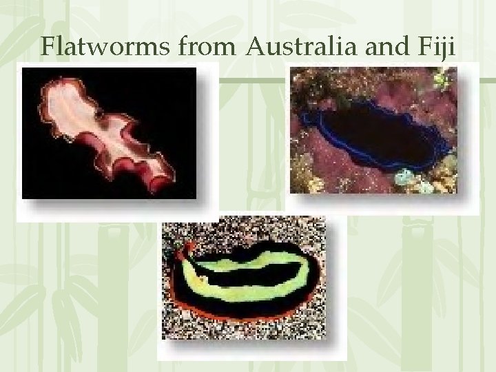  Flatworms from Australia and Fiji 