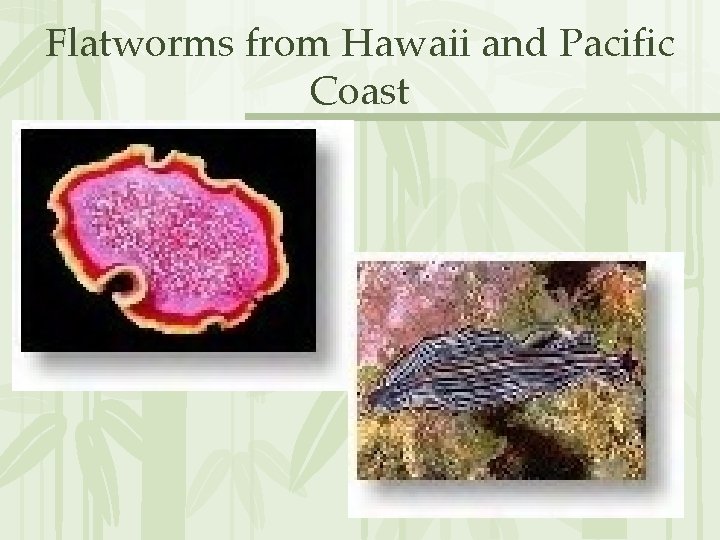 Flatworms from Hawaii and Pacific Coast 