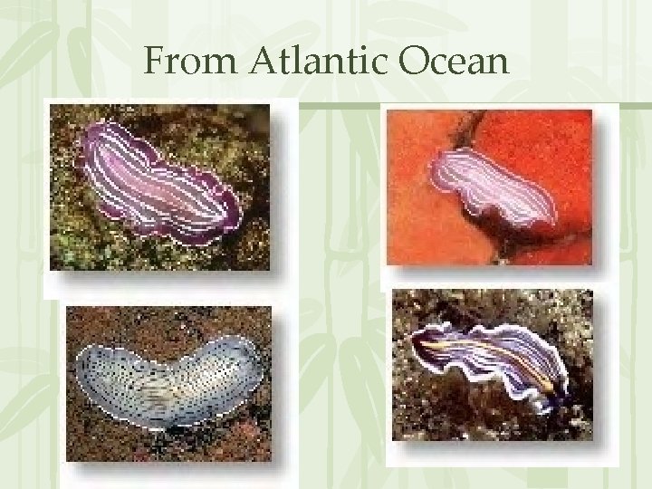 From Atlantic Ocean 