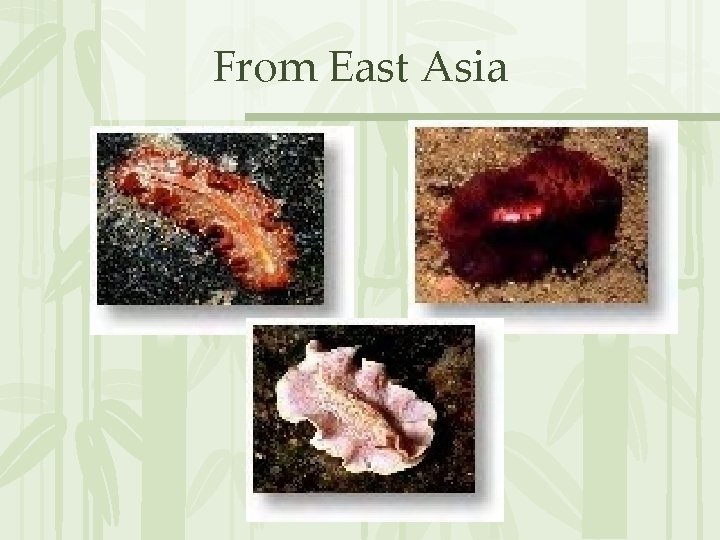 From East Asia 