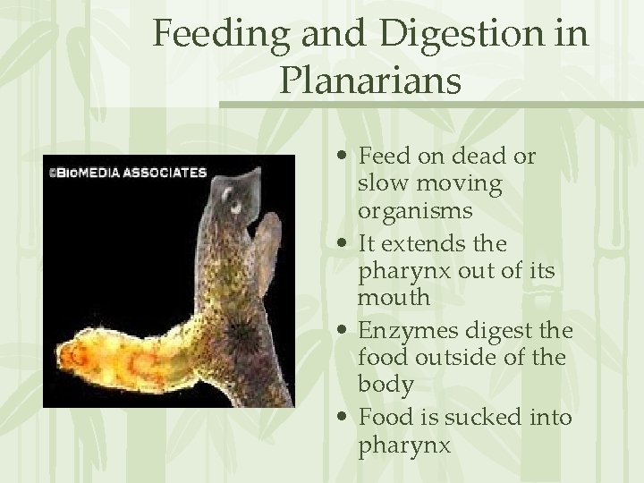 Feeding and Digestion in Planarians • Feed on dead or slow moving organisms •