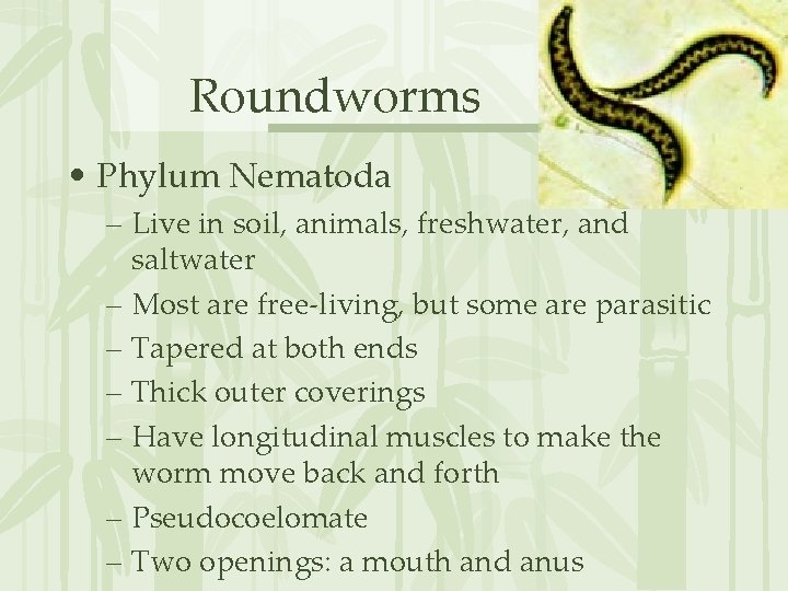 Roundworms • Phylum Nematoda – Live in soil, animals, freshwater, and saltwater – Most