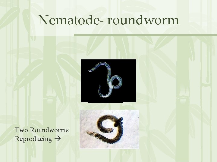 Nematode- roundworm Two Roundworms Reproducing 