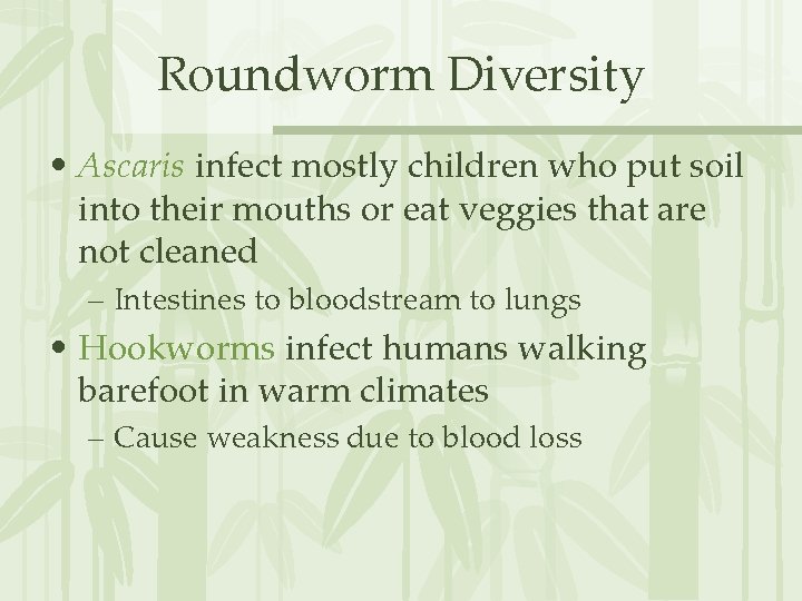 Roundworm Diversity • Ascaris infect mostly children who put soil into their mouths or