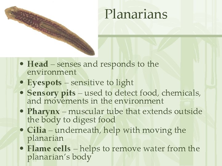 Planarians • Head – senses and responds to the environment • Eyespots – sensitive