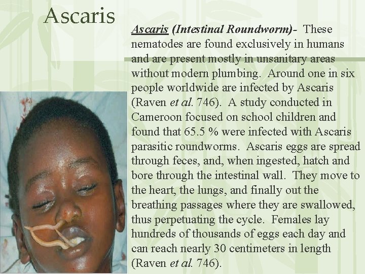 Ascaris (Intestinal Roundworm)- These nematodes are found exclusively in humans and are present mostly