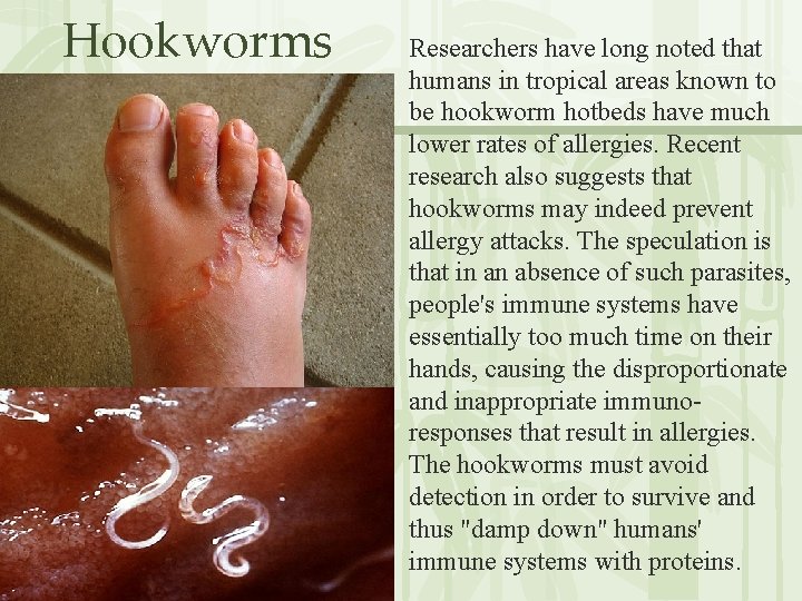 Hookworms Researchers have long noted that humans in tropical areas known to be hookworm