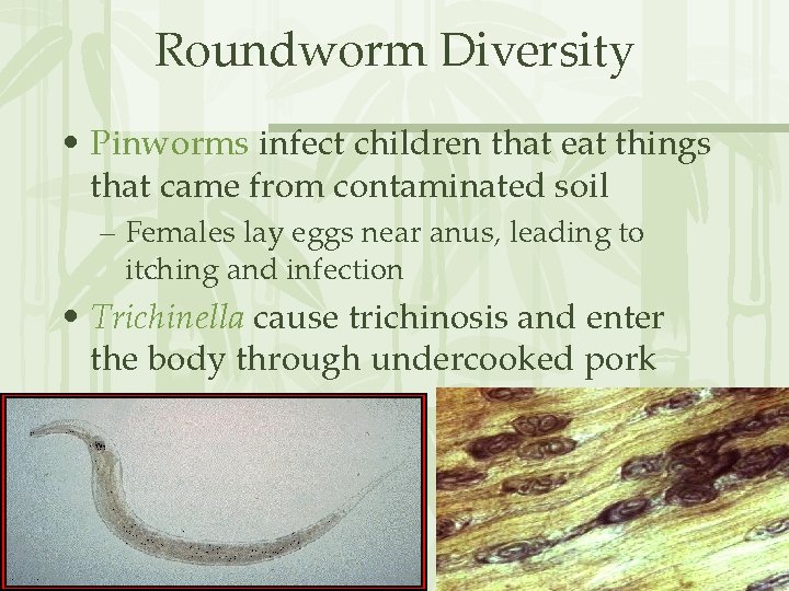 Roundworm Diversity • Pinworms infect children that eat things that came from contaminated soil