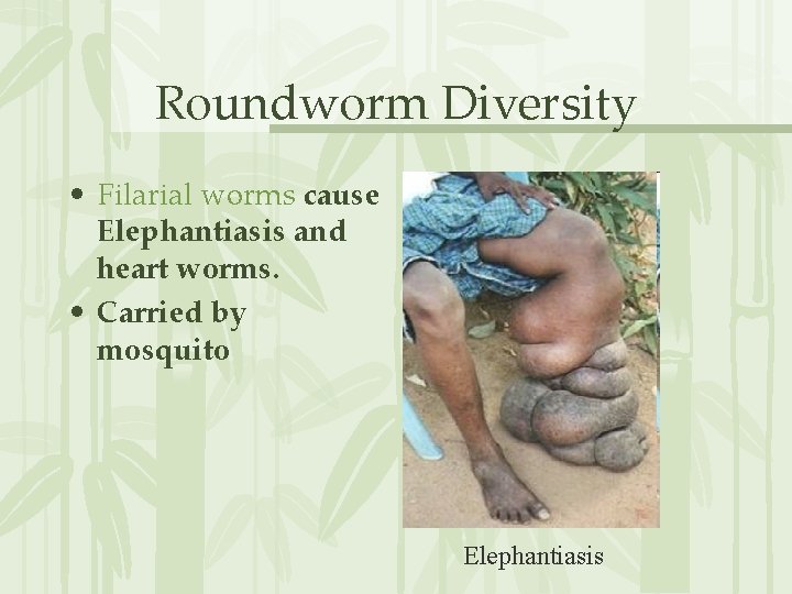 Roundworm Diversity • Filarial worms cause Elephantiasis and heart worms. • Carried by mosquito