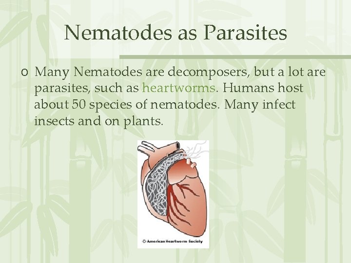 Nematodes as Parasites o Many Nematodes are decomposers, but a lot are parasites, such