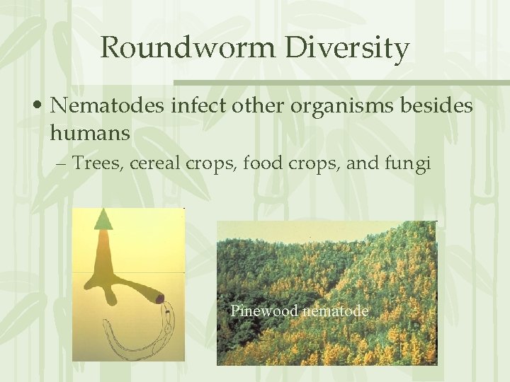 Roundworm Diversity • Nematodes infect other organisms besides humans – Trees, cereal crops, food