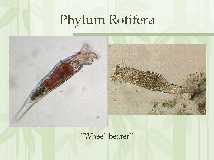 Phylum Rotifera “Wheel-bearer” 
