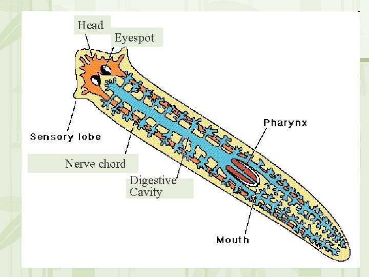 Head Eyespot Nerve chord Digestive Cavity 