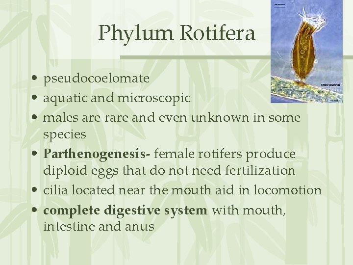 Phylum Rotifera • pseudocoelomate • aquatic and microscopic • males are rare and even