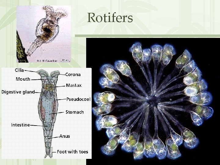 Rotifers 
