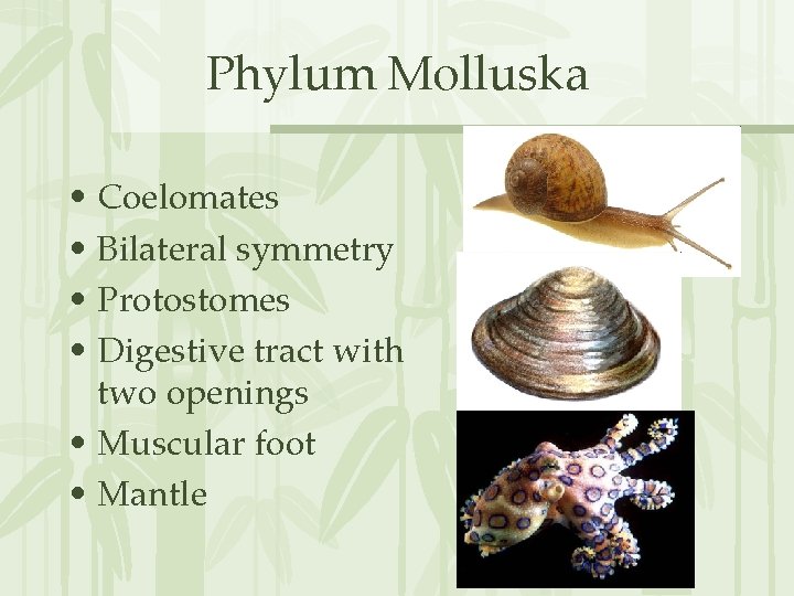 Phylum Molluska • Coelomates • Bilateral symmetry • Protostomes • Digestive tract with two