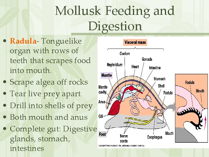 Mollusk Feeding and Digestion • Radula- Tonguelike organ with rows of teeth that scrapes
