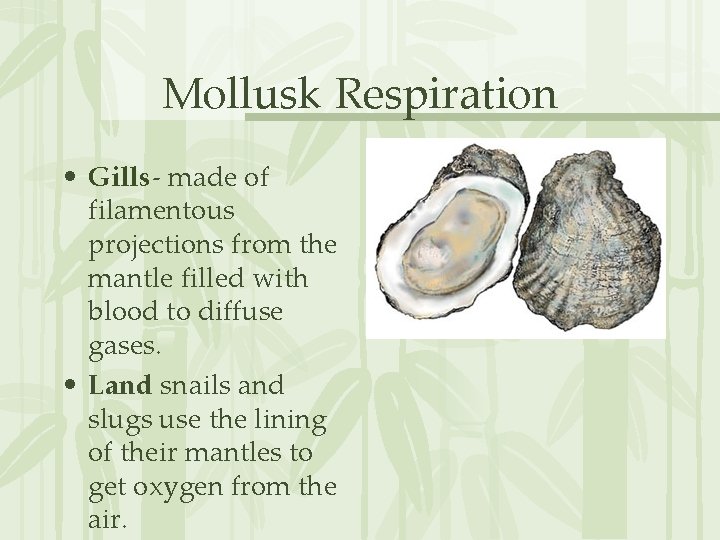 Mollusk Respiration • Gills- made of filamentous projections from the mantle filled with blood