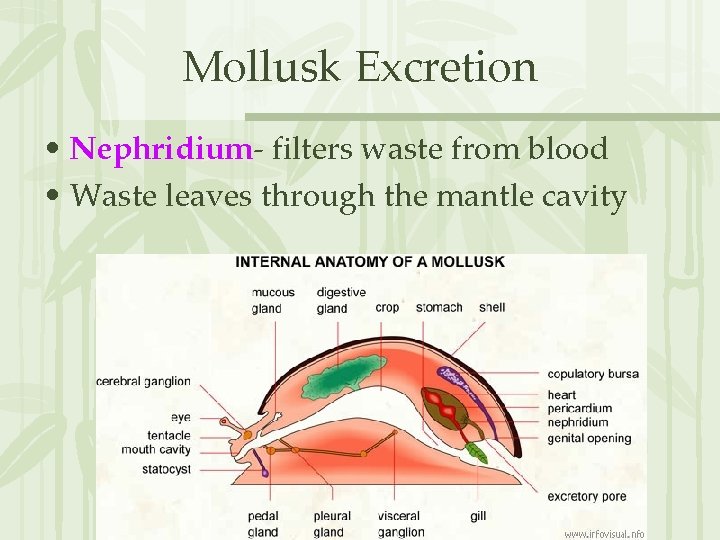 Mollusk Excretion • Nephridium- filters waste from blood • Waste leaves through the mantle
