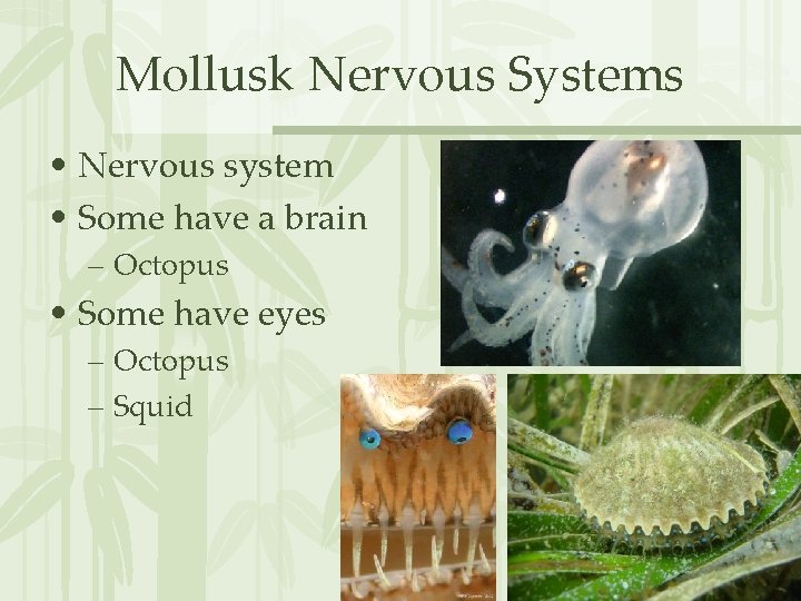 Mollusk Nervous Systems • Nervous system • Some have a brain – Octopus •