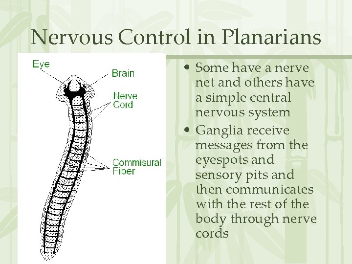 Nervous Control in Planarians • Some have a nerve net and others have a