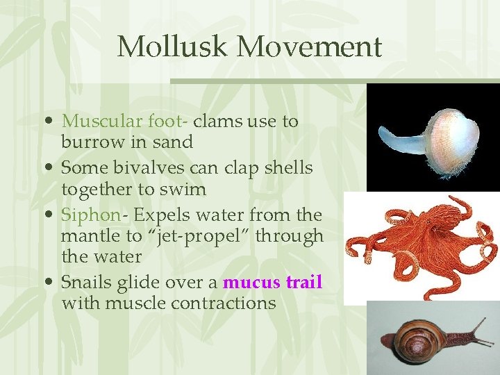 Mollusk Movement • Muscular foot- clams use to burrow in sand • Some bivalves