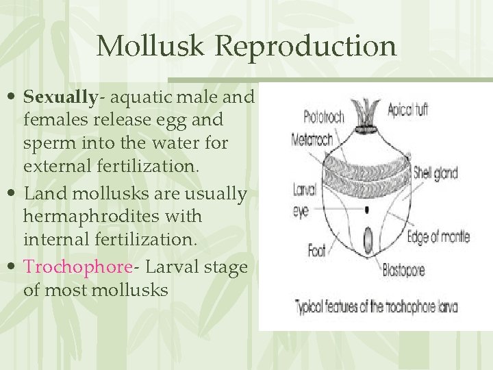 Mollusk Reproduction • Sexually- aquatic male and females release egg and sperm into the