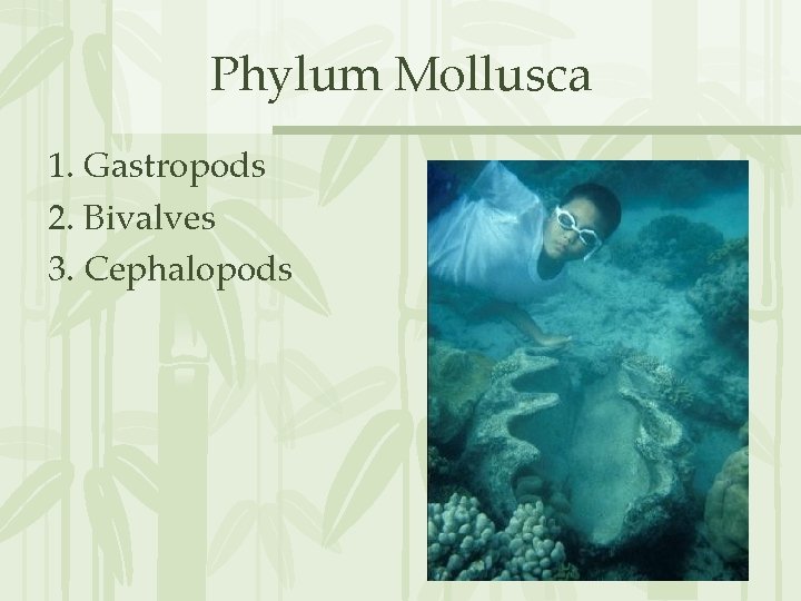 Phylum Mollusca 1. Gastropods 2. Bivalves 3. Cephalopods 
