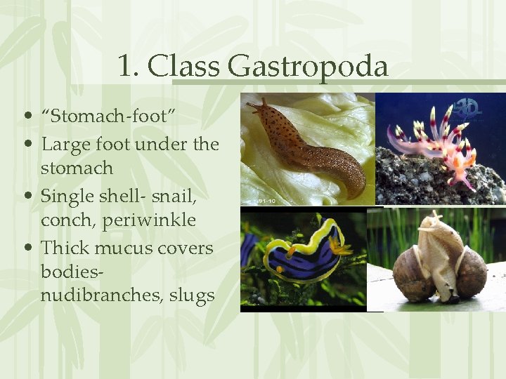 1. Class Gastropoda • “Stomach-foot” • Large foot under the stomach • Single shell-