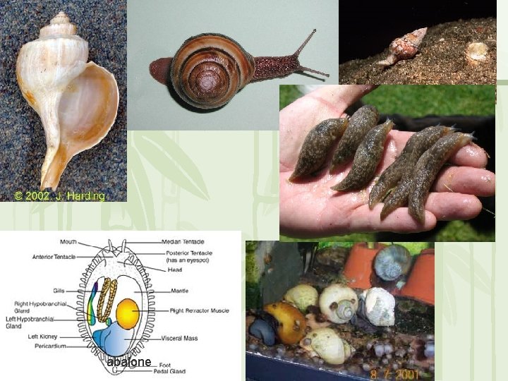  abalone 