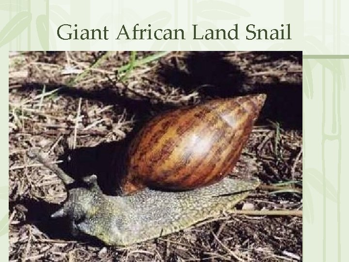 Giant African Land Snail 