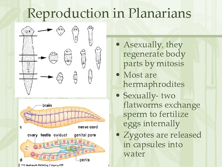 Reproduction in Planarians • Asexually, they regenerate body parts by mitosis • Most are