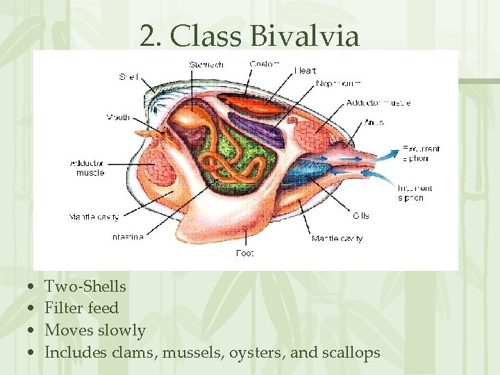 2. Class Bivalvia • • Two-Shells Filter feed Moves slowly Includes clams, mussels, oysters,