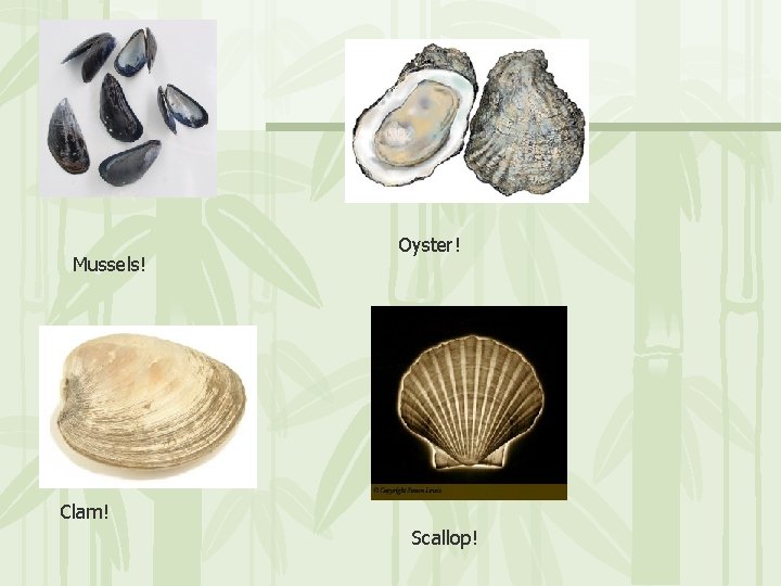 Mussels! Oyster! Clam! Scallop! 