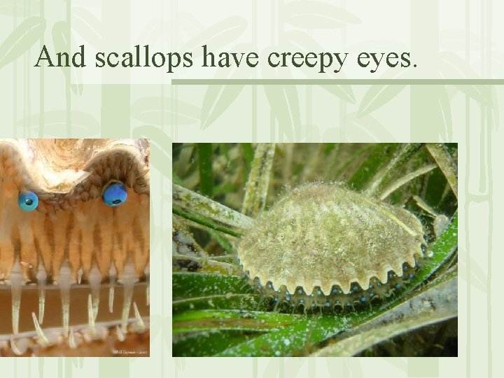 And scallops have creepy eyes. 