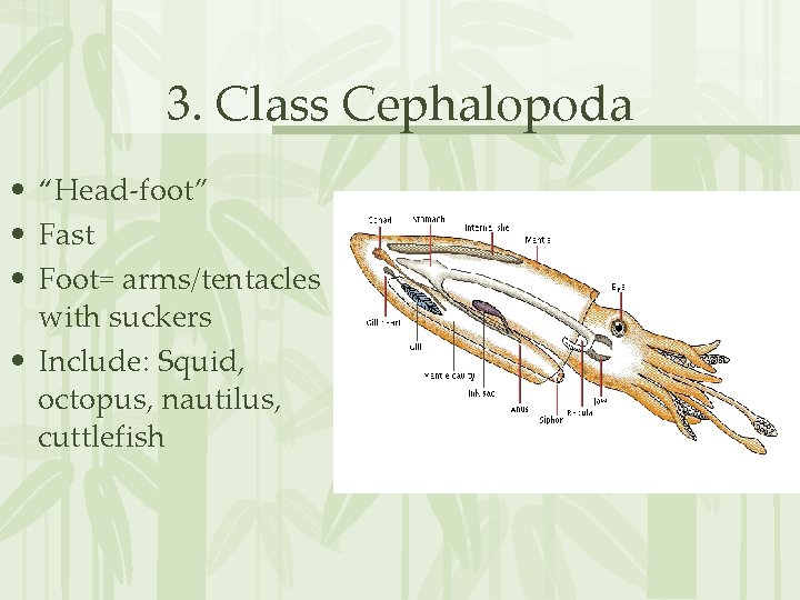 3. Class Cephalopoda • “Head-foot” • Fast • Foot= arms/tentacles with suckers • Include: