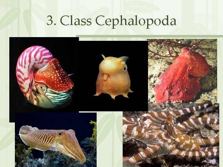 3. Class Cephalopoda 
