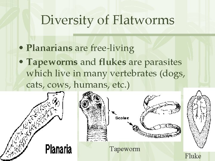 Diversity of Flatworms • Planarians are free-living • Tapeworms and flukes are parasites which