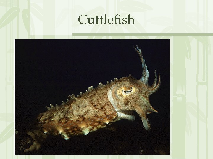 Cuttlefish 