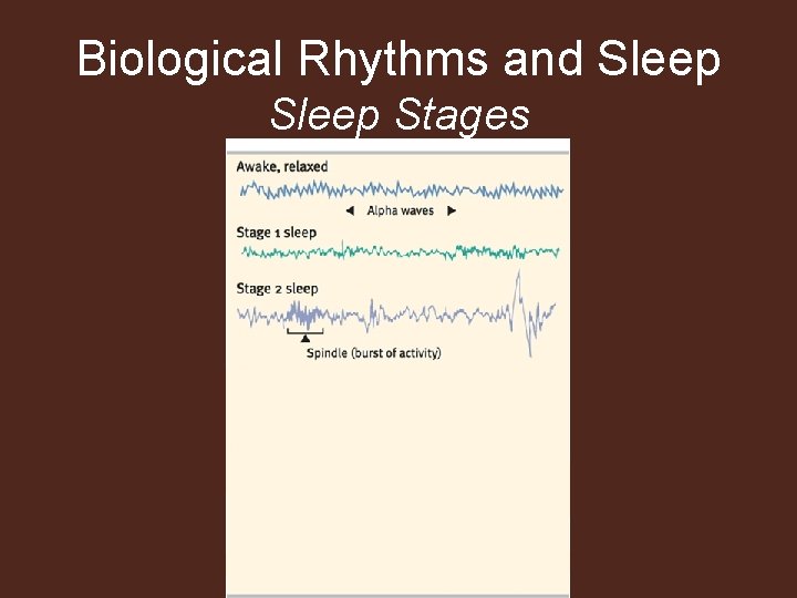 Biological Rhythms and Sleep Stages 