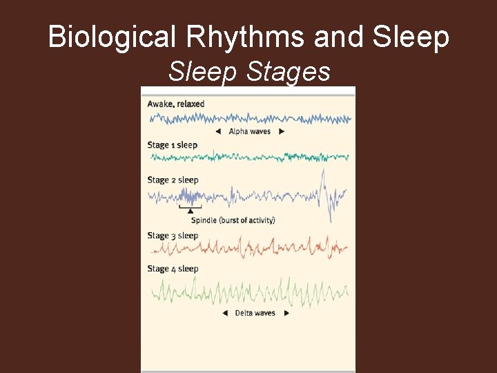 Biological Rhythms and Sleep Stages 