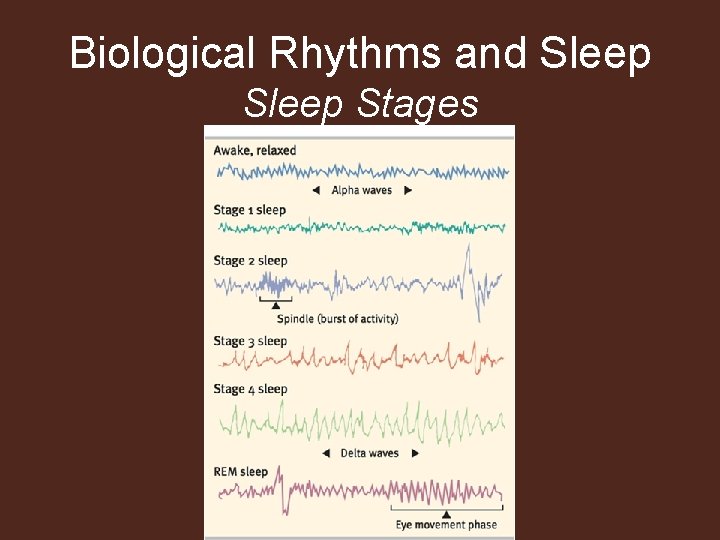 Biological Rhythms and Sleep Stages 