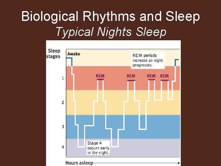 Biological Rhythms and Sleep Typical Nights Sleep 