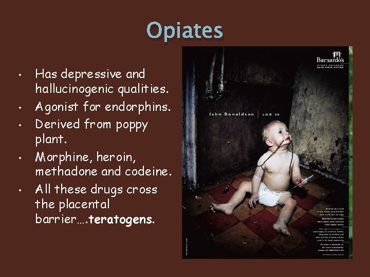 Opiates • • • Has depressive and hallucinogenic qualities. Agonist for endorphins. Derived from