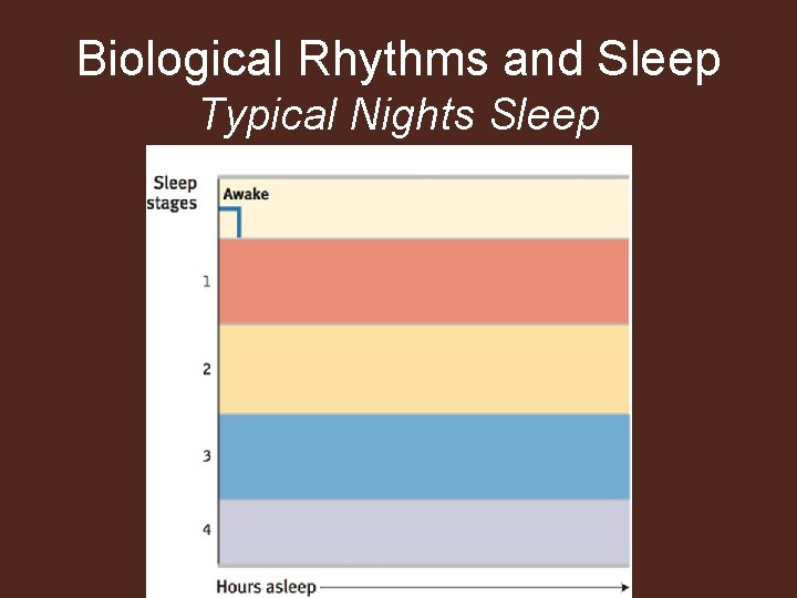 Biological Rhythms and Sleep Typical Nights Sleep 